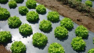Folie biodegradabila pentru agricultura / folie pentru mulcire